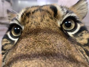 「世界トラの日」「世界ウンピョウの日」イベントを開催します!!!