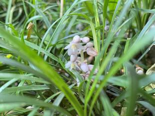 ~ ジャノヒゲの花 ~