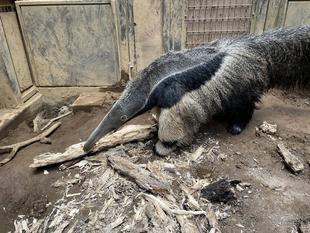 オオアリクイ通信　朽木が増えました🪵