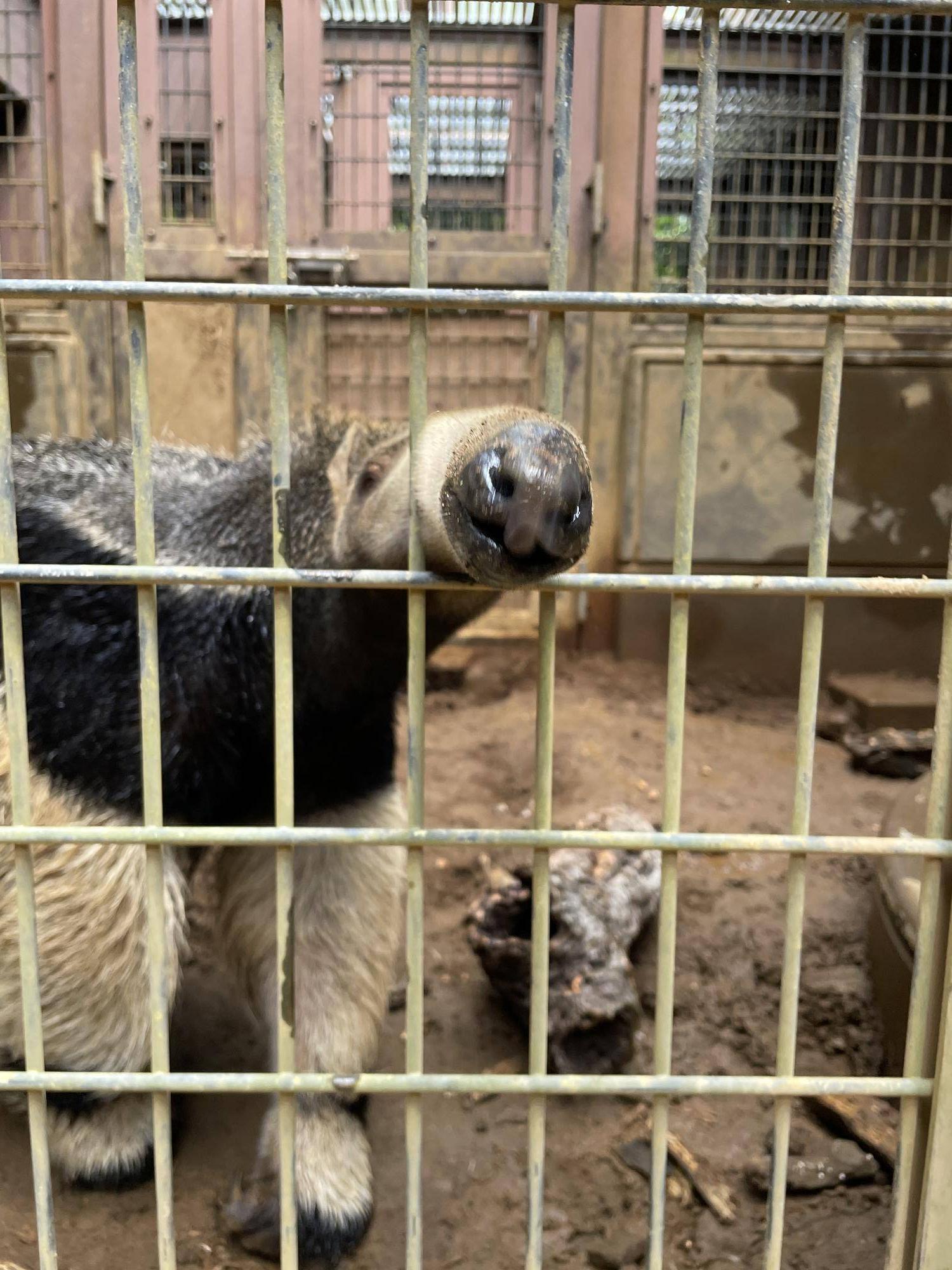オオアリクイ通信 サエ、4才!!!!の写真