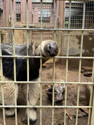 オオアリクイ通信　サエ、4才！！！！