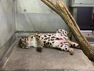 「世界トラの日」「世界ウンピョウの日」イベントを開催します!!!②