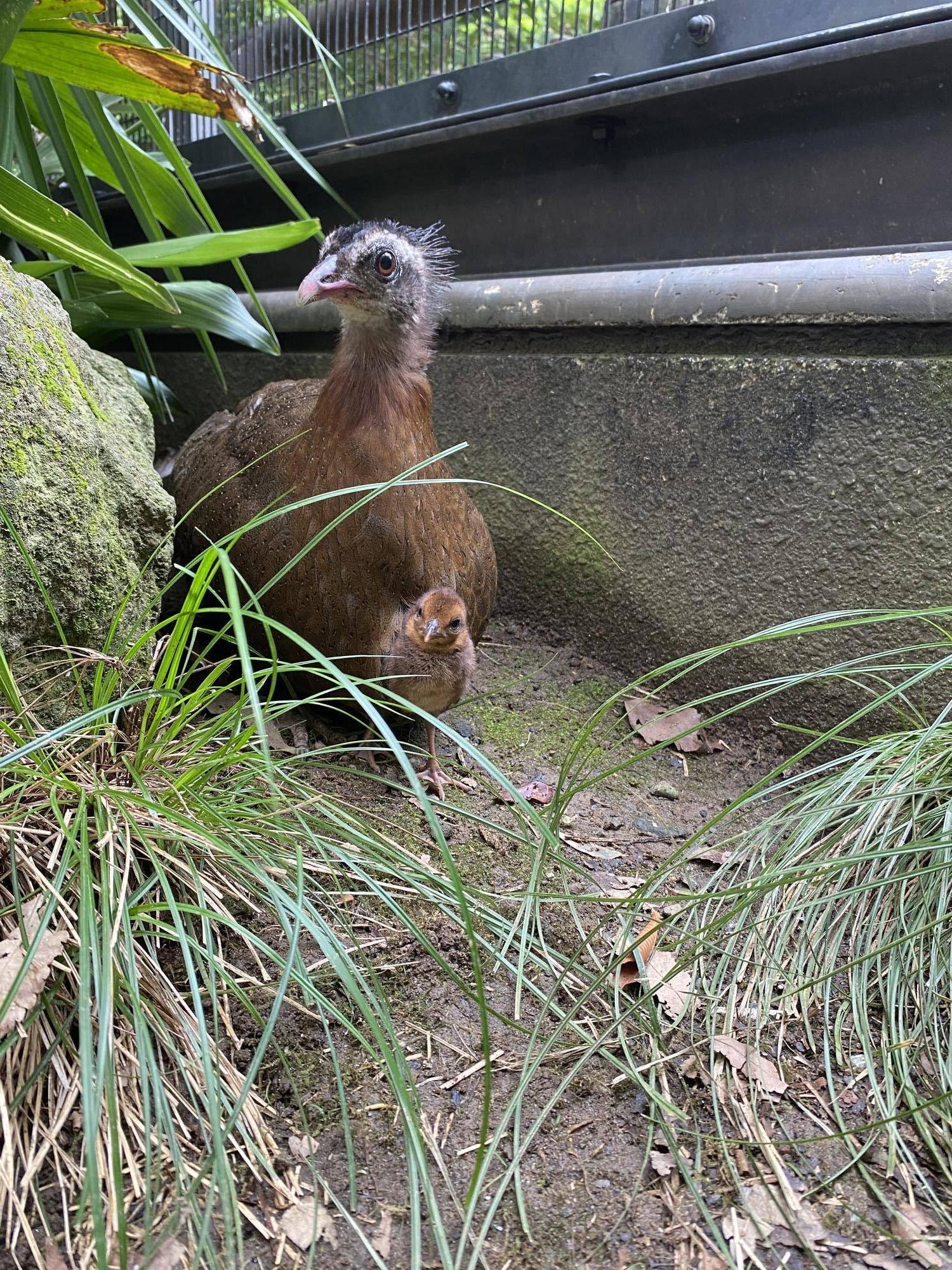 カンムリセイラン 〜ヒナぐんぐん成長編~の写真