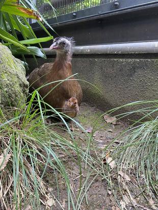 カンムリセイラン 〜ヒナぐんぐん成長編~