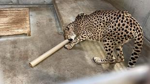 チーターブログ　クラリスと筒