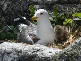 ★ウミネコ成長記録★