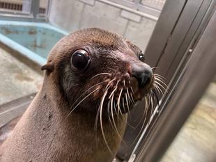 オットセイの魅力紹介その２　～毛の秘密編～