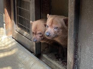 ヤブイヌ通信　帰りたいパパマルと、帰したくないカノン