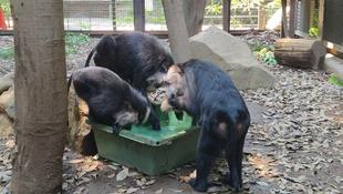 シシオザルの6月