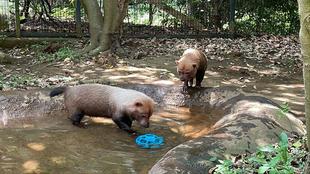 ヤブイヌ通信　新しいエンリッチメントの悲劇...