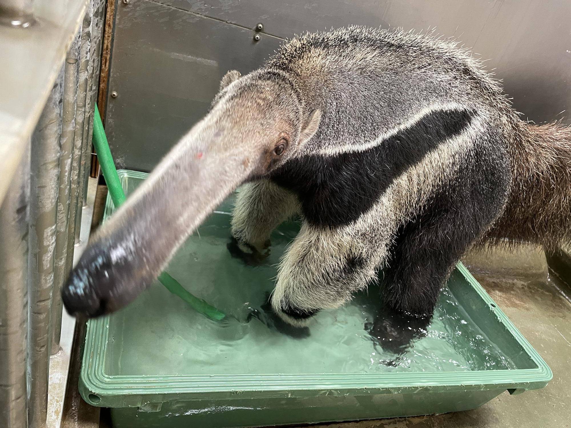 オオアリクイ通信 アルノーとポピー来園の裏話...編の写真