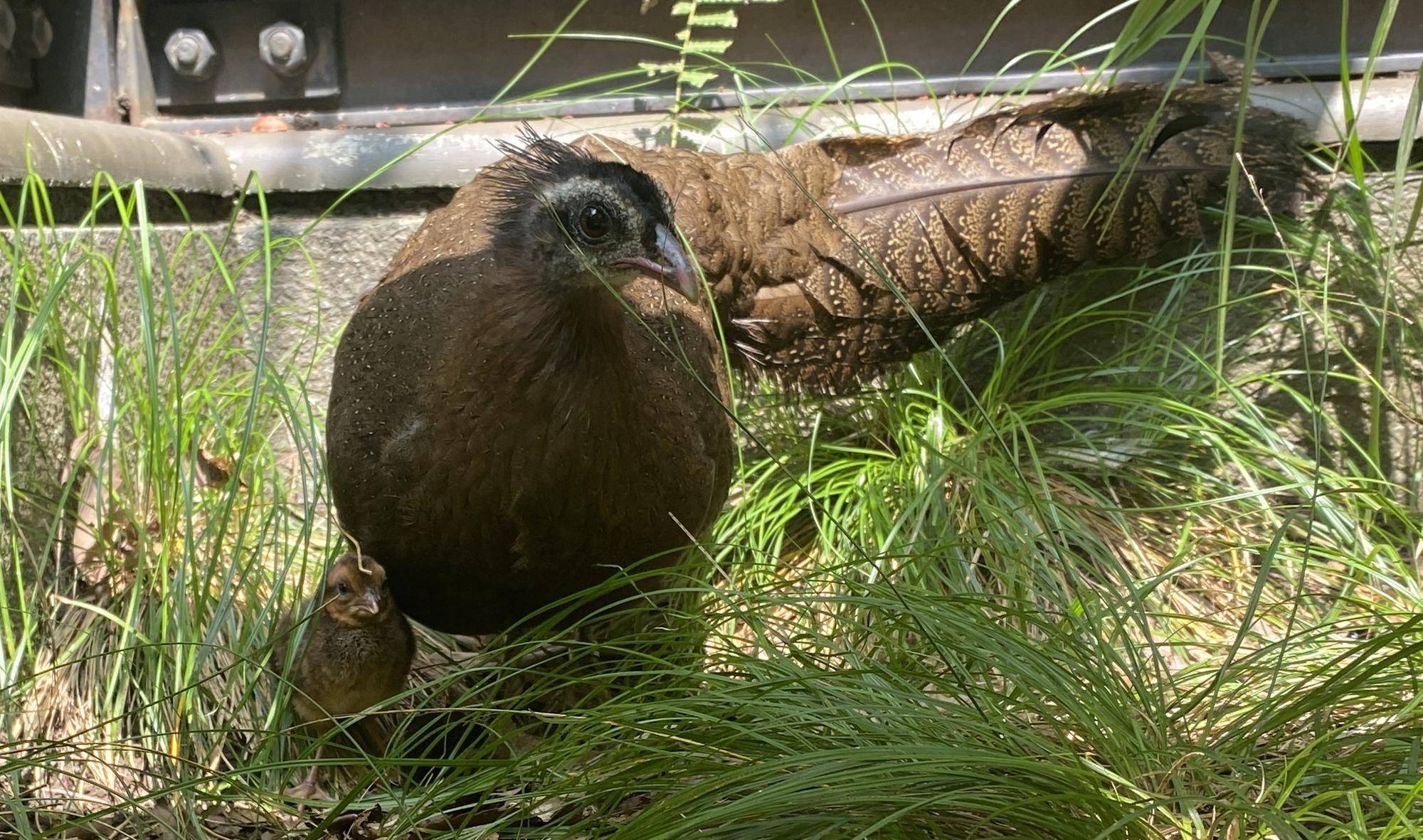 カンムリセイランのヒナが生まれました!の写真