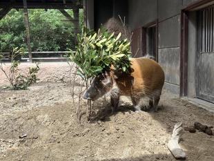 マテバシイをあげてみました!!