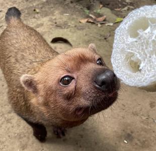 ヤブイヌ通信　ヘチマとヤブイヌ
