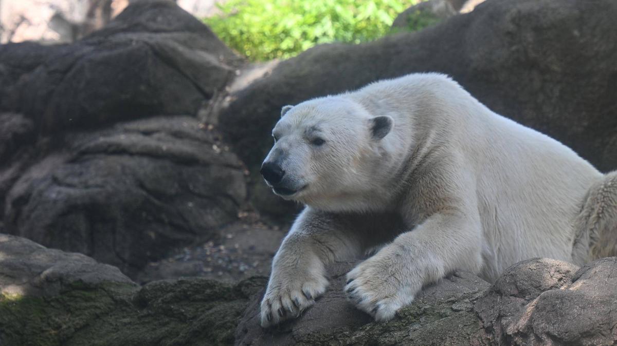 ✨ズーラシア新商品！ホッキョクグマ6種セット✨ 公式】横浜市立よこはま動物園 ズーラシア on X: 
