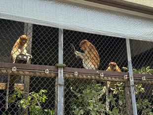 テングザルの新しい群れ☆*+。