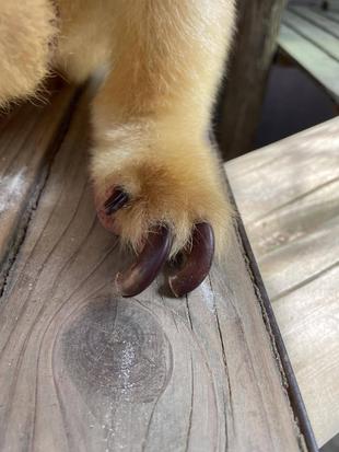 タニの爪切り