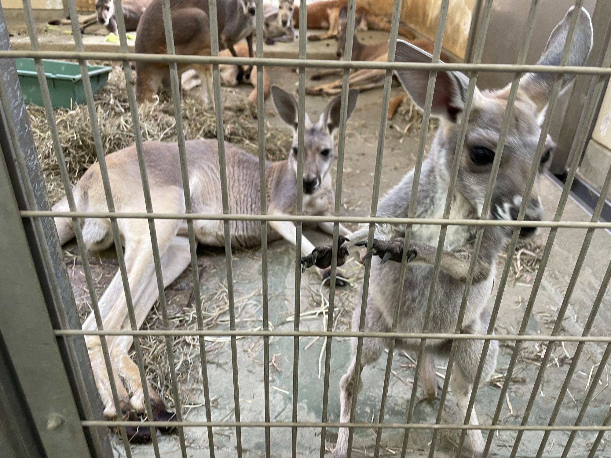 ムームー人工哺育 その後の写真