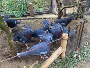 バードケージの実は...🐥