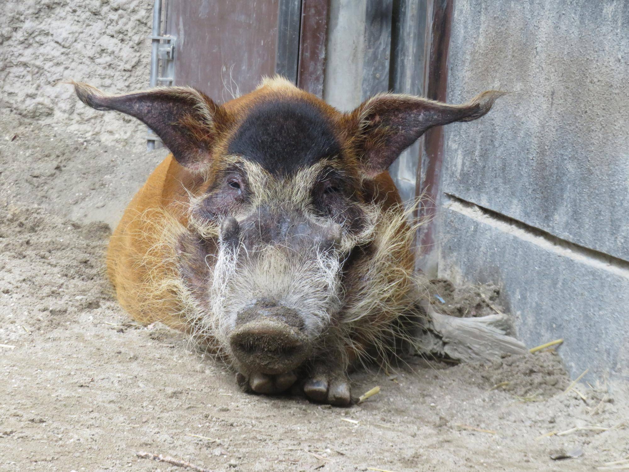 アカカワイノシシの「きり」についての写真