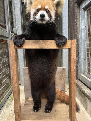 レッサーパンダ キクの妊娠記録