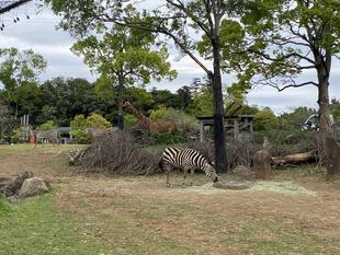 サバンナエリアの１ショットブログ～リターンズ～⑨