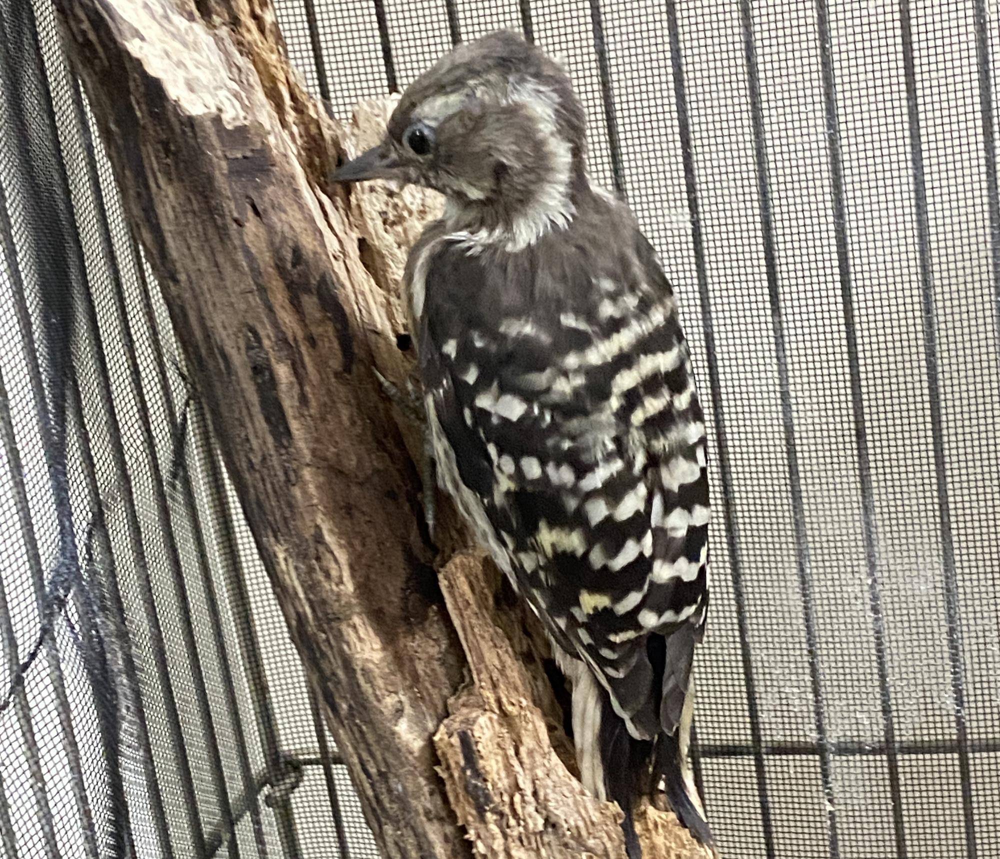 保護コゲラが野生に帰るまで🐤 ひとり立ち練習編の写真