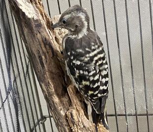 保護コゲラが野生に帰るまで🐤　ひとり立ち練習編