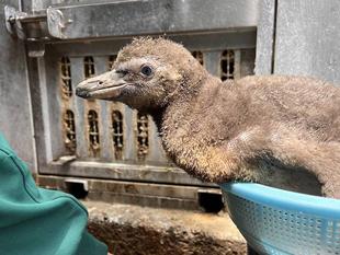 巣立ちました！