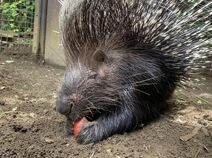 やまあらにっし。　9才の誕生日