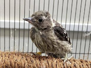保護コゲラが野生に帰るまで🐤 保護から巣立ち編