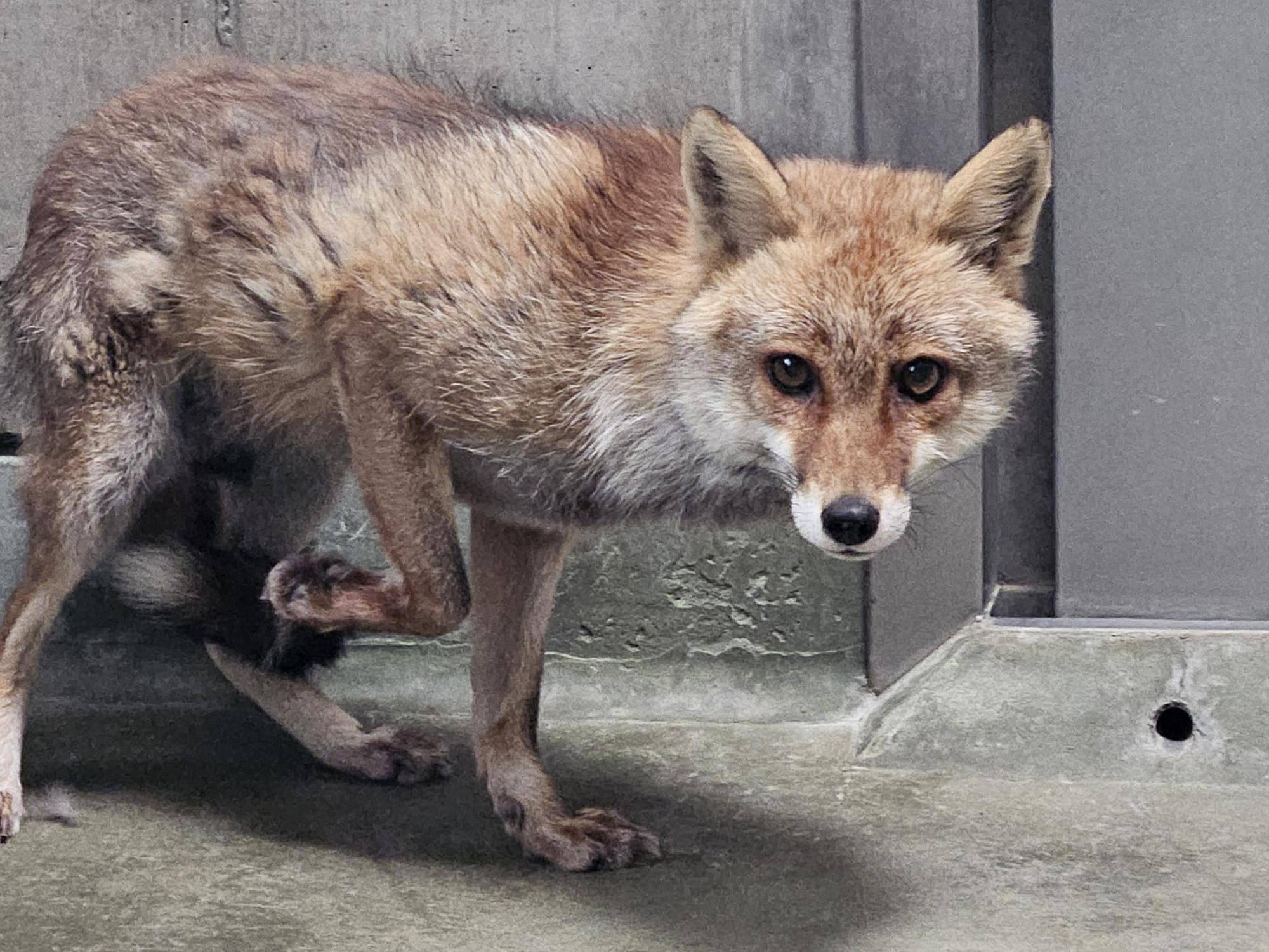 タヌキツ近況ブログ♪8の写真