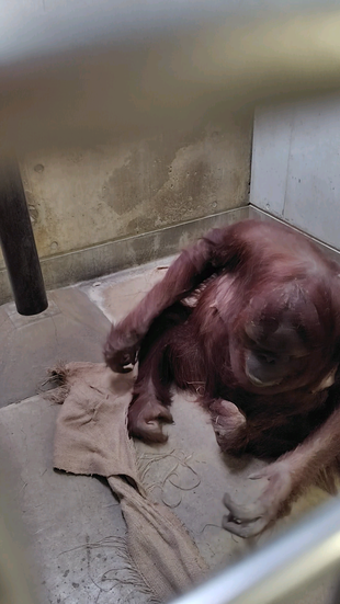 バレンタインとドンゴロス