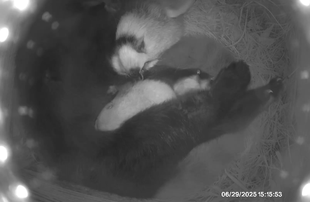 祝🍎レッサーパンダ誕生