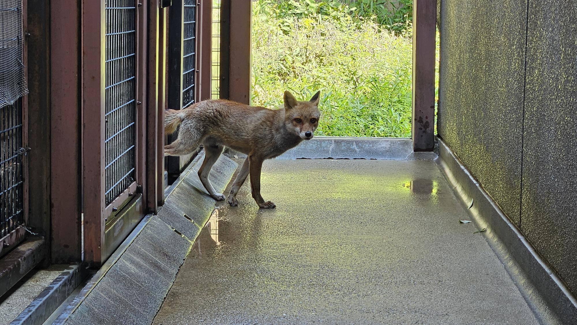 タヌキツ近況ブログ♪9の写真