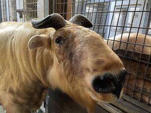 ロウの角について