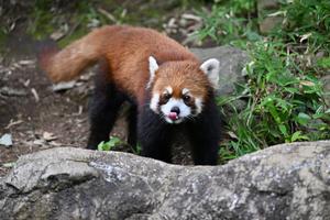 東京・横浜ベストスポット '07 (マップルマガジン) 昭文社 よこはま動物園ズ よこはま動物園ズーラシア公式サイト｜公益財団法人 横浜市緑の協会