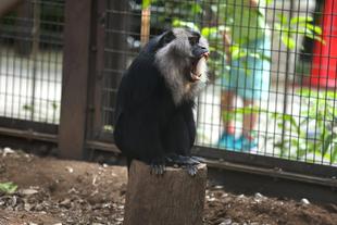 シシオザルの7月