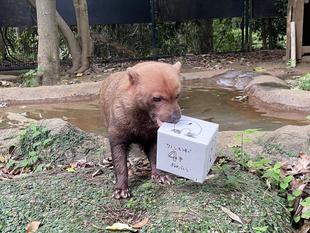 ヤブイヌ通信　続・ハッピーバースディ🎁！