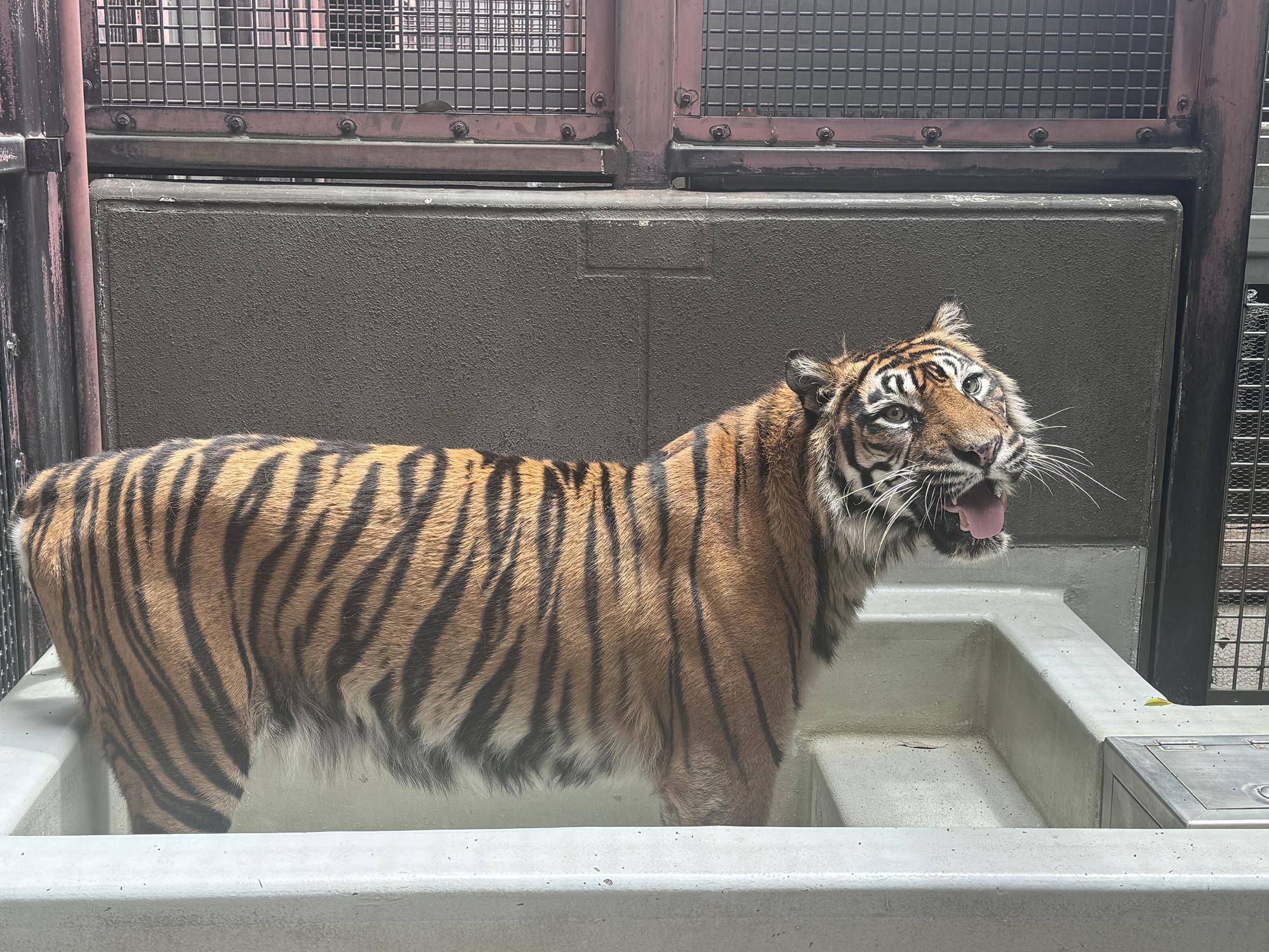 スマトラトラのデルの写真
