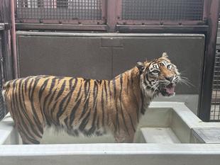 スマトラトラのデル