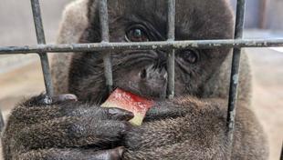 ウーリーモンキーにスイカをあげました！🍉