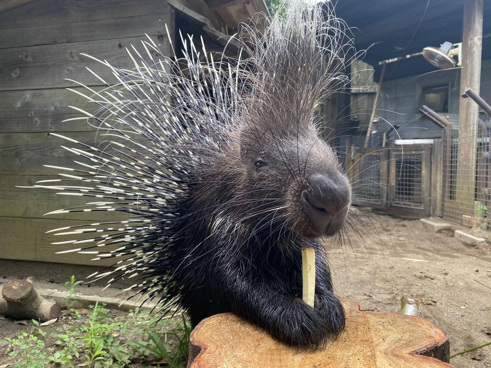 やまあらにっし。 新しい丸太の写真
