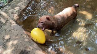 ヤブイヌ通信　カノンはどう攻略する？