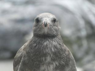 ★ウミネコ成長記録（続）★