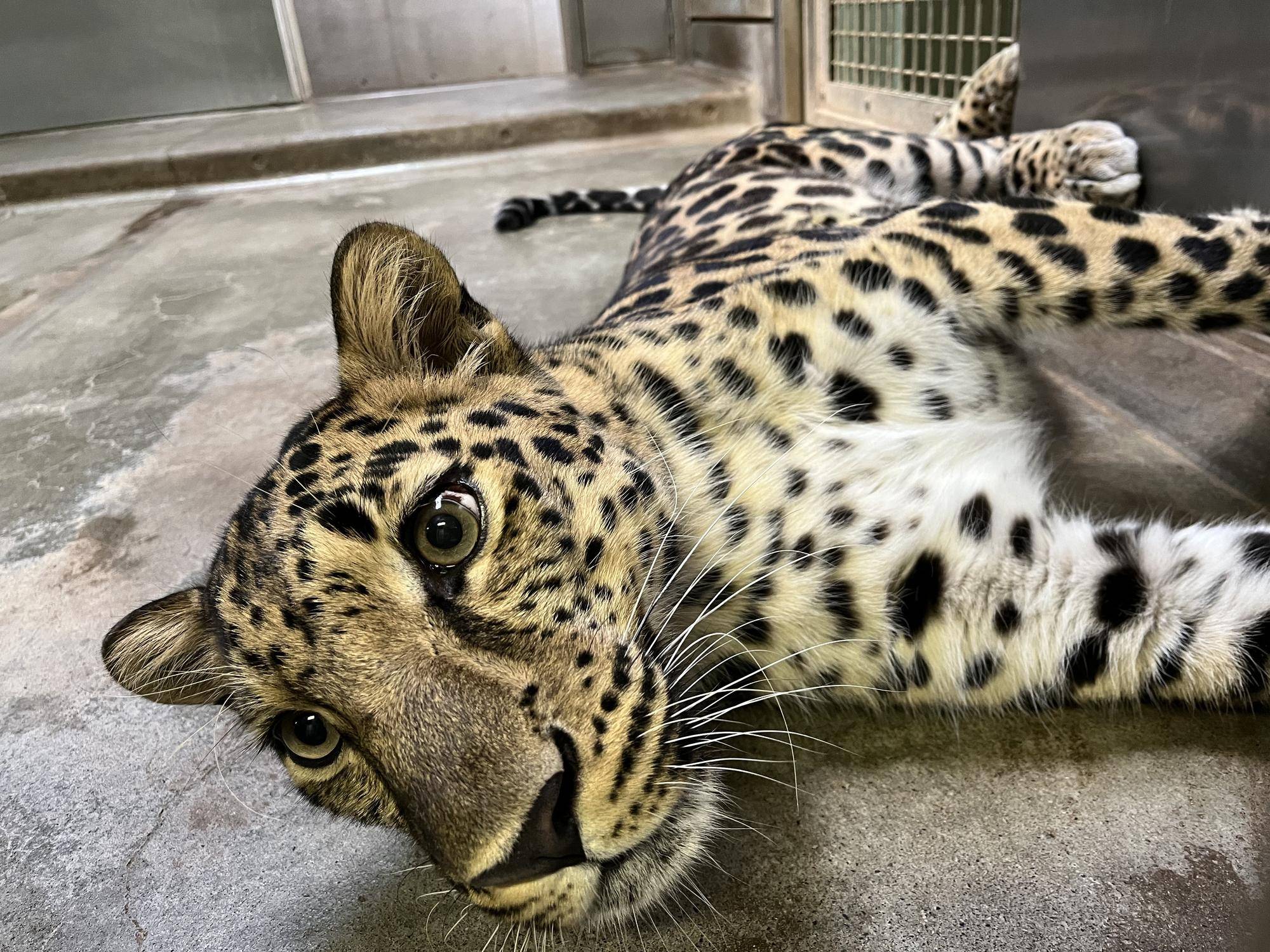 アムールヒョウ トライの夏の過ごし方の写真