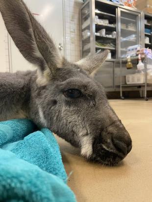 【獣医ブログ】動物たちよ、おやすみなさ~い①