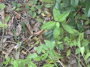 ~ 擬態☆見つけたい! #26 ~