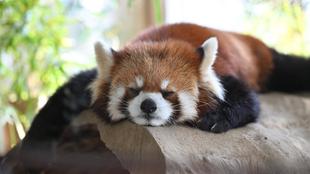 9/25追記　【9～11月】ズーラシアどうぶつ教室（毎週日曜）