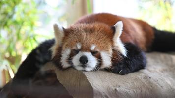 よこはま動物園ズーラシア公式サイト｜公益財団法人 横浜市緑の協会